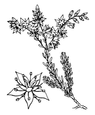 Erba pignola Erba pignola