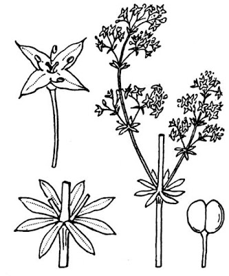 Gaillet blanc