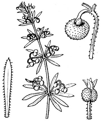 Caglio coriandolino Caglio coriandolino