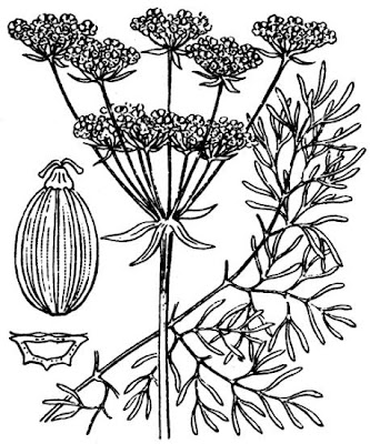 Finocchiella di Gasparrini