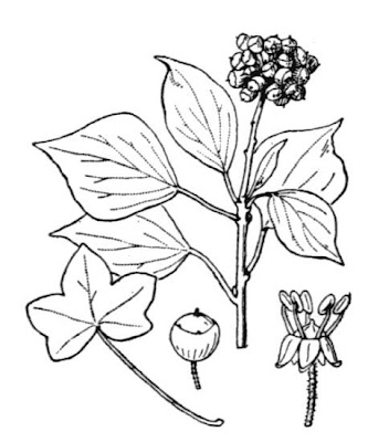 Edera Edera