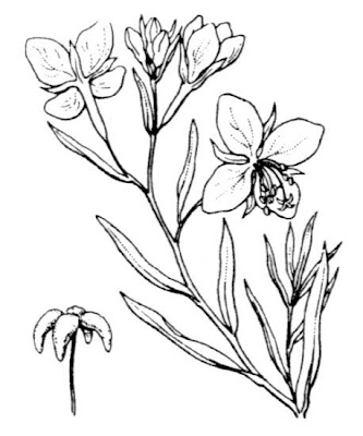 Garofanino di Dodonaeus