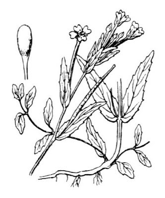 Garofanino scuro
