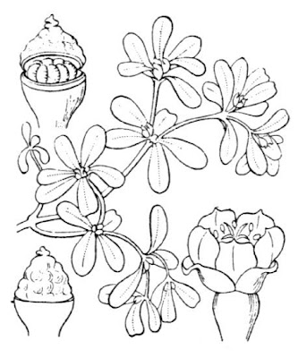 Verdolaga