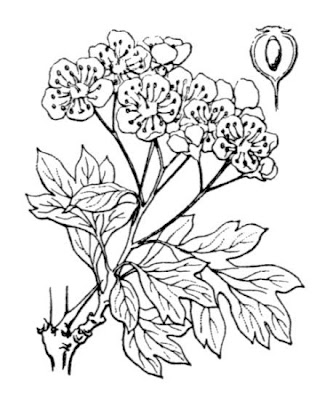Oneseed hawthorn Oneseed hawthorn