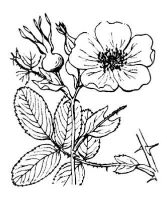 Mai-Rose Mai-Rose