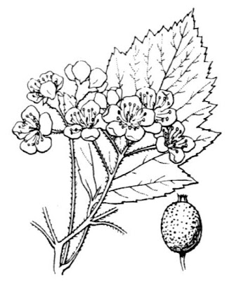 Broadleaf whitebeam Broadleaf whitebeam