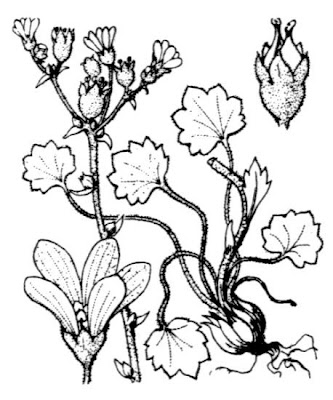 Bulbous Saxifrage