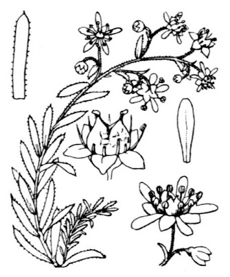 Yellow mountain saxifrage Yellow mountain saxifrage