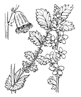 Agrimonia comune Agrimonia comune