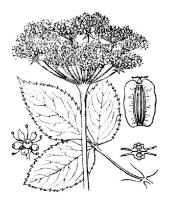Angelica selvatica Angelica selvatica
