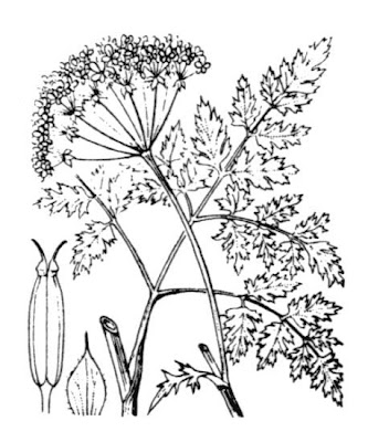 Hierba cicutaria