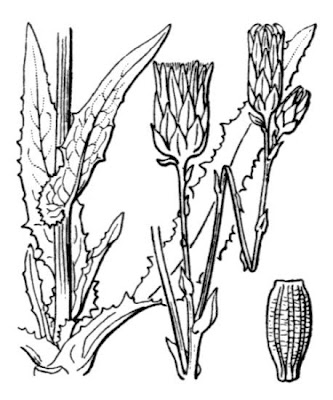 Grespino marittimo