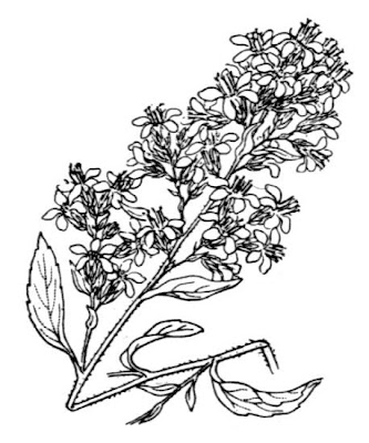 Woundwort