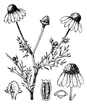 German chamomile