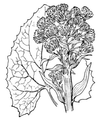 Alpine Butterbur