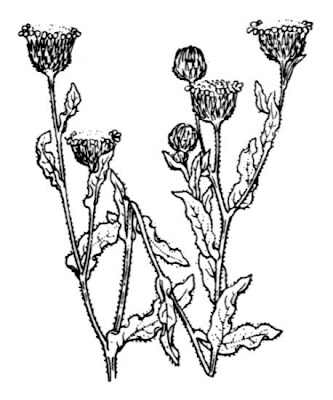 Incensaria fetida