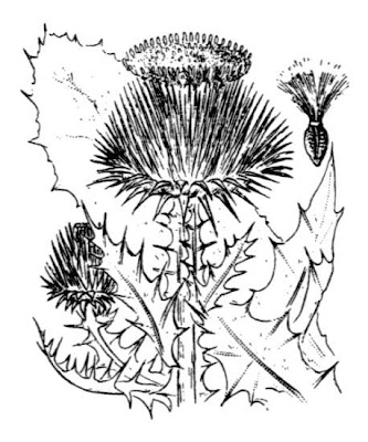 Cardo-espinhoso Cardo-espinhoso
