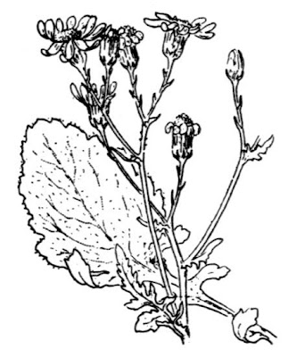 Jacobaea erratica,
Senecione dei fossi
