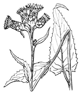 Heart Leaved Saussurea Heart Leaved Saussurea