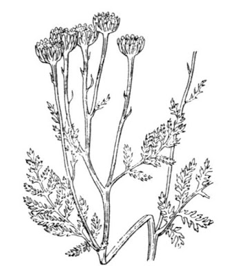 Tanacetum audibertii