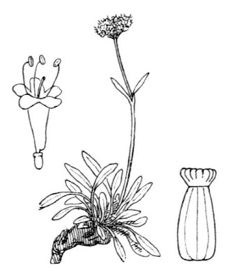 Valeriana saliunca,
Entire Leaved Valerian,
Valeriana saliunca