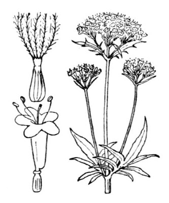 Valeriana officinalis subsp. sambucifolia