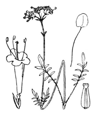 Valeriana officinalis subsp. hispidula