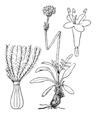 Valeriana tuberosa,
Valerian,
Valeriana tuberosa