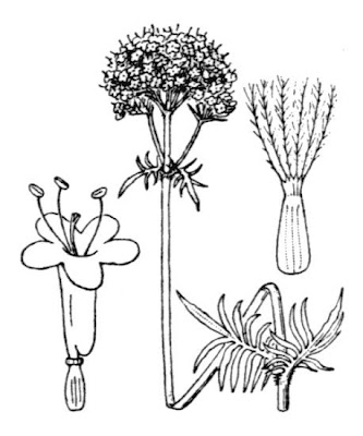 Valeriana officinalis,
common valerian,
garden heliotrope,
garden valerian,
garden-heliotrope,
valerian
