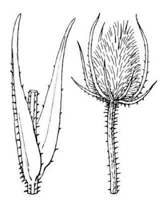 Fuller's teasel