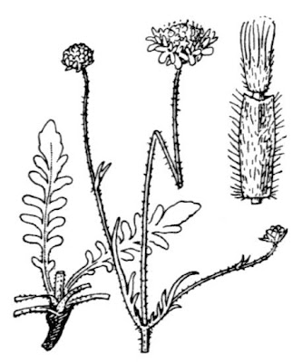 Knautia timeroyi subsp. collina