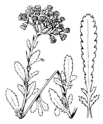 Achillea ageratum L.