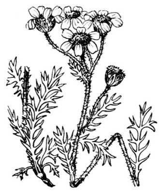 Dark Stemmed Sneezewort