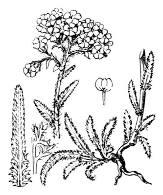 Achillea tomentosa L.