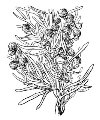 Assenzio arbustivo Assenzio arbustivo