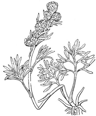 Boreal sagebrush