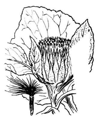 Berardia lanuginosa (Lam.) Fiori