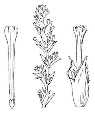 Crucianella marittima Crucianella marittima