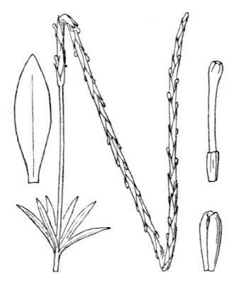 Broad Leaved Crucianella Broad Leaved Crucianella