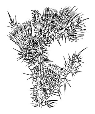 Carduus fasciculiflorus Viv.