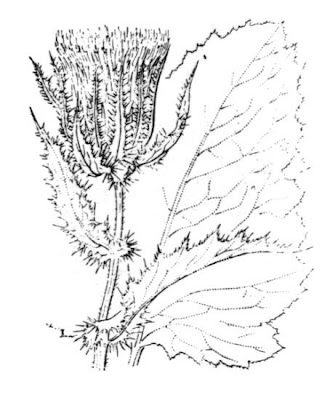 Carniolic Thistle Carniolic Thistle