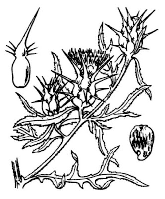 Fiordaliso stellato Fiordaliso stellato