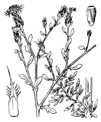 Fiordaliso diffuso