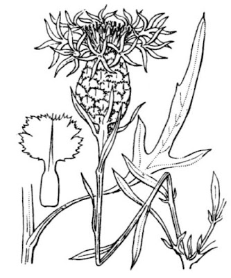 Fiordaliso di Welden