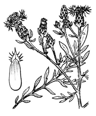 Fiordaliso pennacchiuto Fiordaliso pennacchiuto