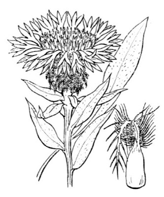Centaurea uniflora Turra