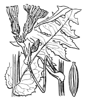 Hairless Blue Sow Thistle