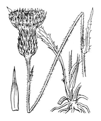Cirsium dissectum,
Meadow Thistle