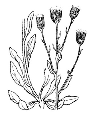Erigeron del canada